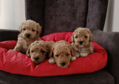 Toy  poodle yavruları